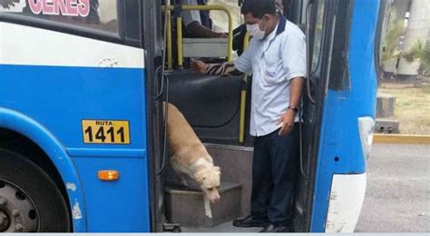 Un Perro Se Sube Cada Día Al Autobús Y La Explicación Rompe El Corazón