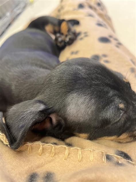 My 8 Week Old Mini Dachshund Has Balding Spots Around The Earshead Is