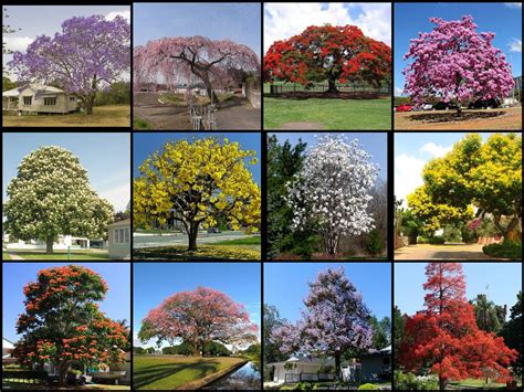 Most Beautiful Flowering Trees Of The World Not My Photos Flickr
