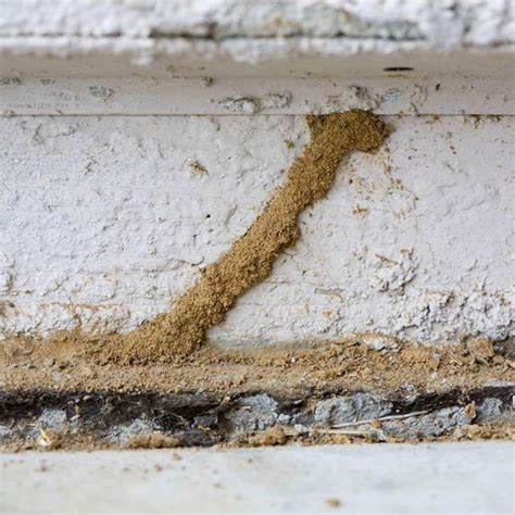 50 super dangerous signs that could kill a home buy termite inspection termite control termites