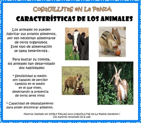 Animales Caracteristicas Images