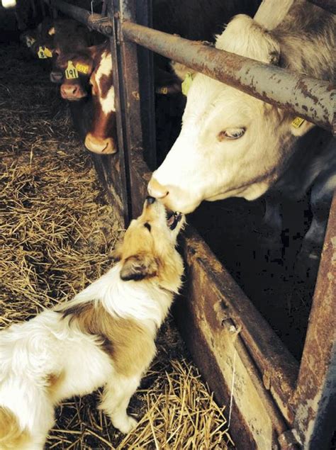 Keeping the public informed with respect to the activities of animal welfare inspectors under the act in order to ensure public confidence in the (3) every animal welfare inspector who exercises a power under this act shall, on request. Over 50 prosecutions under the Animal Welfare Act since ...