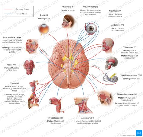 Cranial Nerves Anatomy Names Functions And Mnemonics Kenhub Sexiezpix