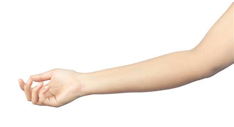 Human Arm Stock Photos Pictures And Royalty Free Images Istock