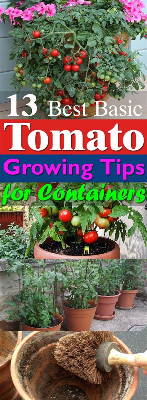 13 Basic Tomato Growing Tips For Containers To Grow Best Tomatoes