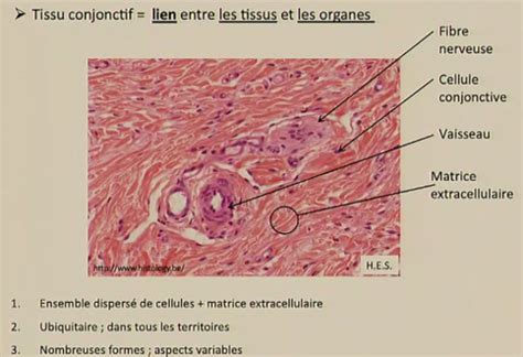 Tissus Conjonctif Flashcards Quizlet