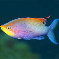 Rare Fish available from our aquarium store Amazing Amazon