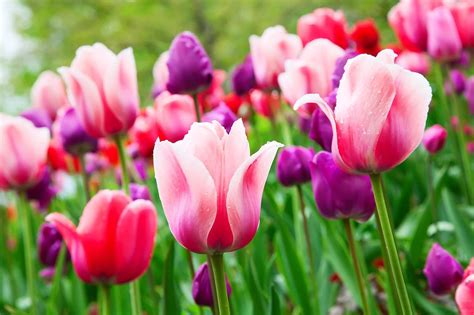 Comment Planter Et Entretenir Les Bulbes De Tulipes