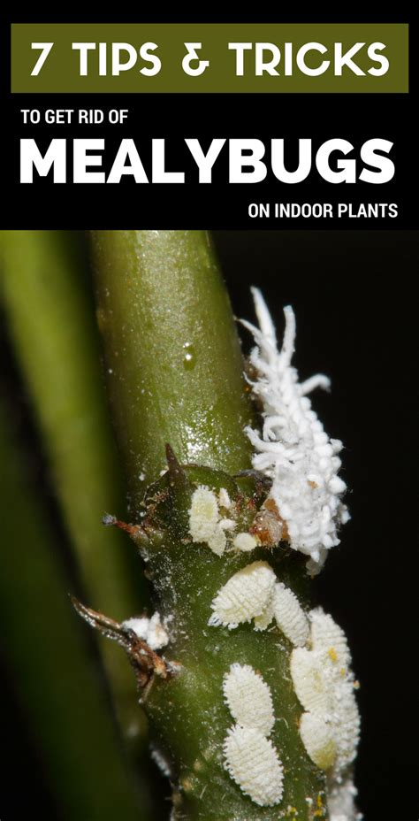 Maybe you would like to learn more about one of these? 7 Tips & Tricks To Get Rid Of Mealybugs On Indoor Plants ...