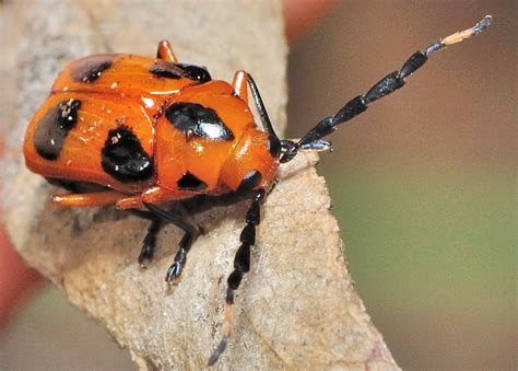 5 Spotted Leaf Cylinder Beetle Cadmus Sp
