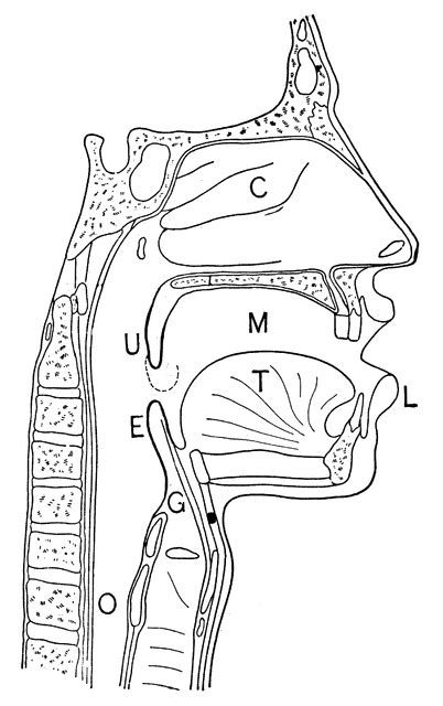 Anatomic vector illustration of human heart. Nasal and throat passageways | ClipArt ETC