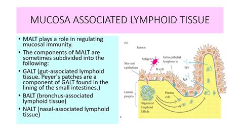 Mucosa Associated Lymphoid Tissue Youtube