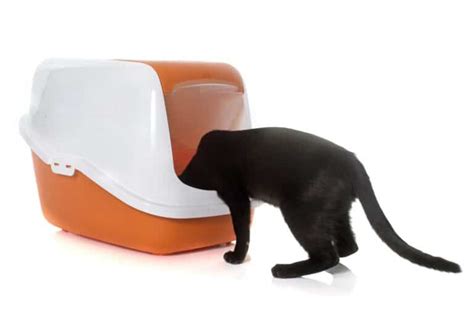 Top Entry Litter Box Pros And Cons Explained