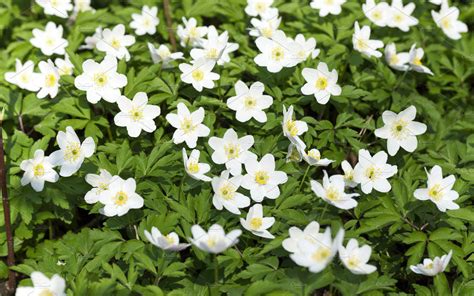 White Spring Flowers High Quality Nature Stock Photos