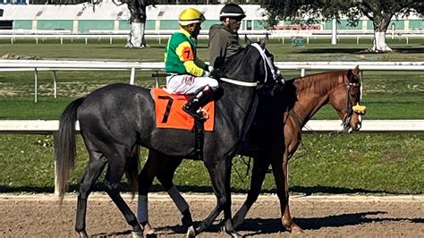 Horse Terms Related To Riding Racing And Betting