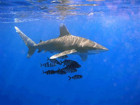 Imageoceanic Whitetip Sharkpng