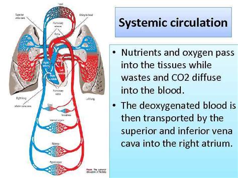 Human Circulatory System Hcs Types Of Circulation