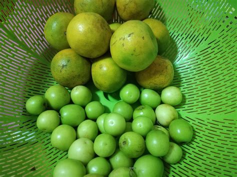 Jualan borong buah bidara 1 bakul 20 kilogram lokasi pusat pengumpulan di gelang patah johor. Farhana Jafri: Khasiat Buah Bidara