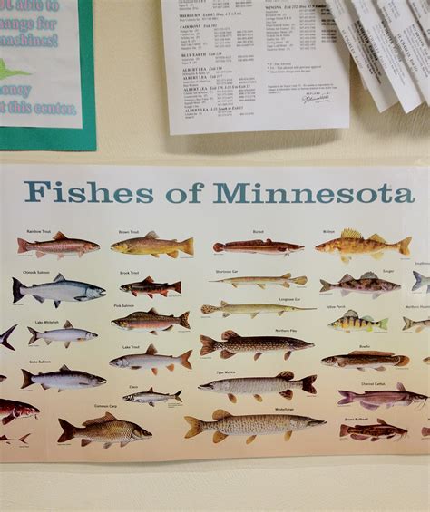 Fishes Of Minnesota Tony Webster Flickr