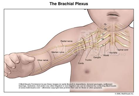 Understanding The Brachial Plexus Injury Part 2 Shoulder Dystocia