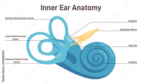 Inner Ear Anatomy Vestibular System Organ Membranous Labyrinth Stock
