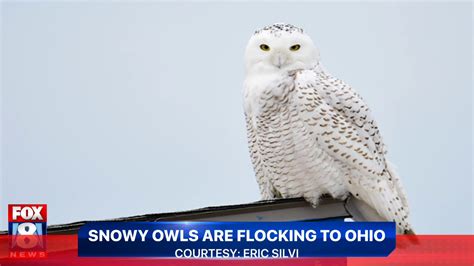 Snowy Owls In Ohio