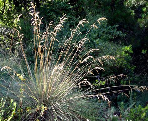 California Fescue Grass Fullertonarboretum California Native Garden