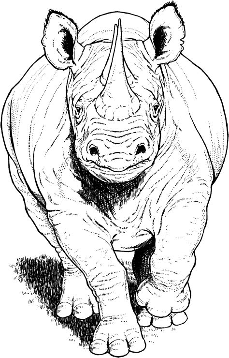 More than 600 free online coloring pages for kids: Free Rhino Coloring Pages