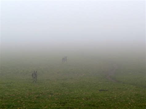 My Ranch Life Foggy Day Working Cows