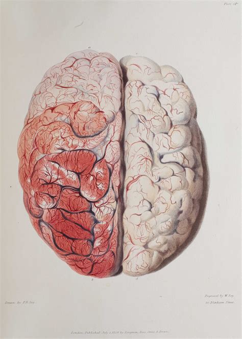 Human Body Art Brain Illustration Brain Art