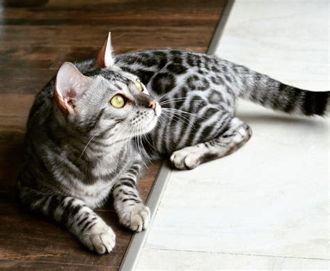 Bengal Cat Silver Kitten