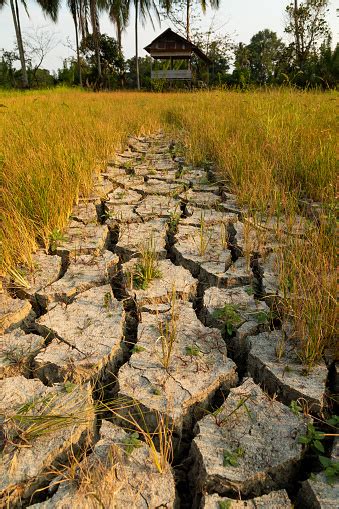 Dry And Cracked Agricultural Land Droughts Due To Lack Of Rain