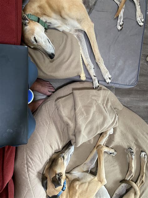 Wfh View Two Snoring Farting Noodle Horses Rgreyhounds