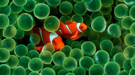 Рыба клоун описание образ жизни содержание в аквариуме питание