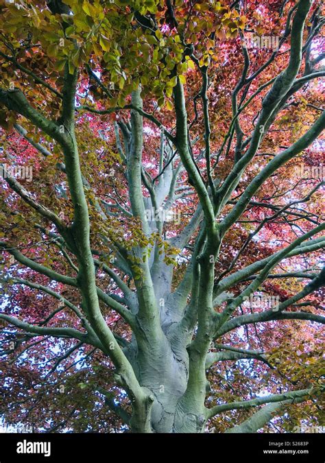 Copper Beech Tree In Manor Gardens Eastbourne Stock Photo Alamy