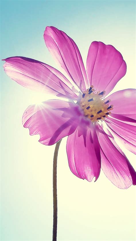 Purple Magenta Flower Iphone Wallpapers Free Download