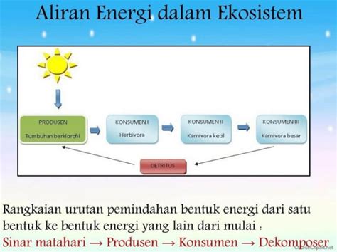 Aliran Energi dalam Ekosistem: Pengertian dan Penjelasan Lengkapnya