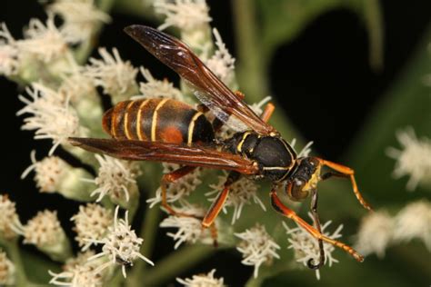 Northern Paper Wasp Identification Behavior And Extermination