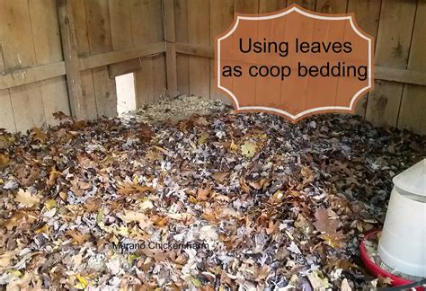 murano chicken farm using leaves as coop bedding