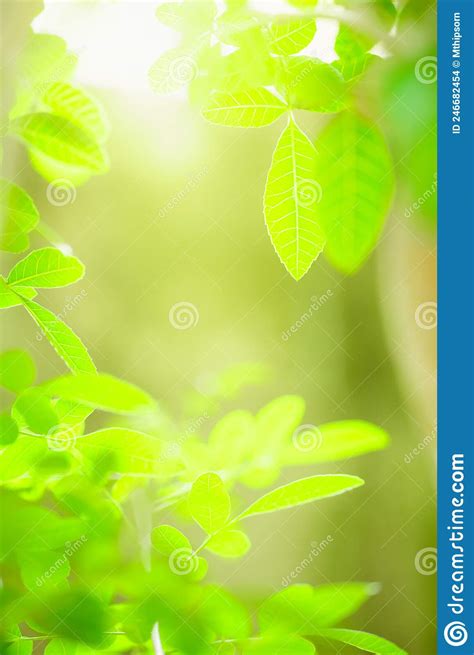 Beautiful Nature View Green Leaf On Blurred Greenery Background Under