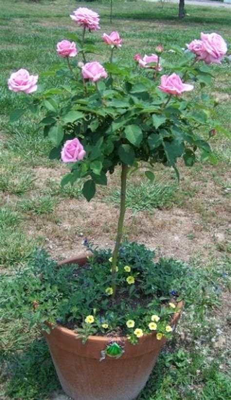 How To Care For A Rose Tree Hunker