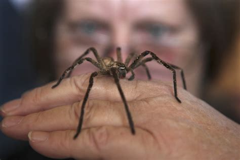 pouring down arachnids australia s nasty spider rain explained nbc news