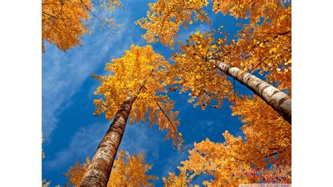 Fall Wallpapers Photos And Desktop Backgrounds Up To 8k 7680x4320