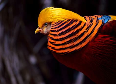 Golden Pheasant Bird Free Photo On Pixabay