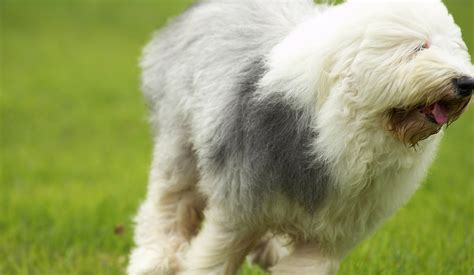 Old English Sheepdog Information And Insurance Guide Au