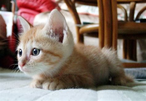 Check spelling or type a new query. Gambar Kucing Lucu - Kucing Kecil | Kucing lucu, Gambar ...