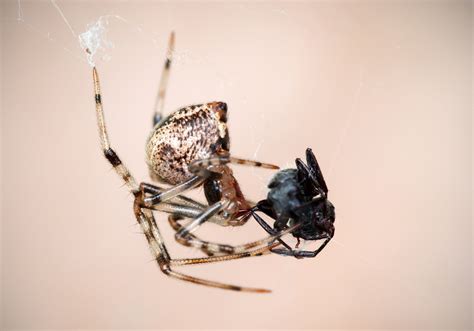 Common House Spider Parasteatoda Tepidariorum Bali Wildlife