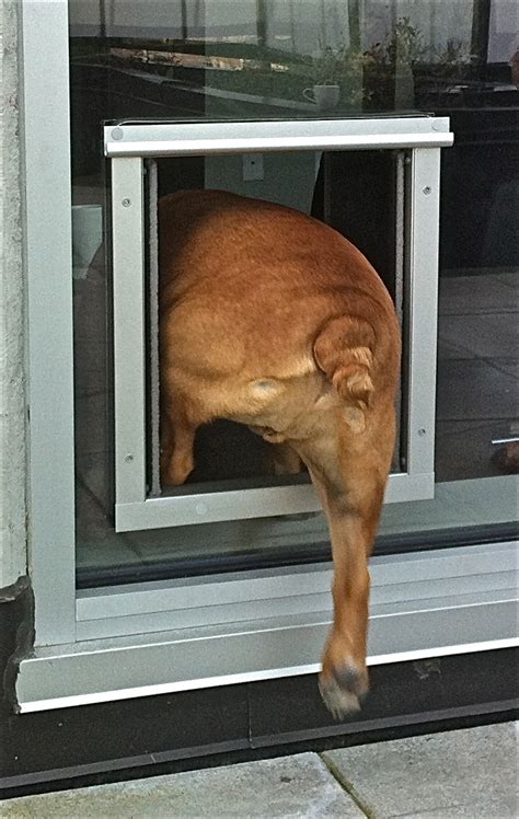 It forces you to make a huge permanent hole in your door, wall, or window to install the flap in its place. Installation « Dog Door for Sliding Glass doors, Plexidor ...