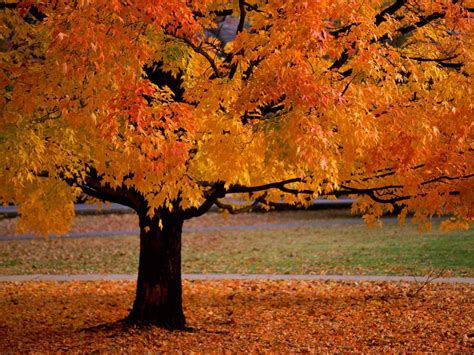 Autumn Trees Leaves Wallpaper 1024x768 29035