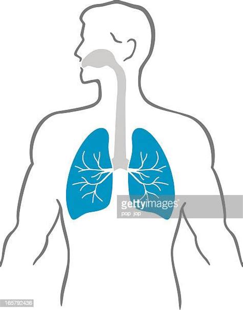 Human Lung High Res Illustrations Getty Images